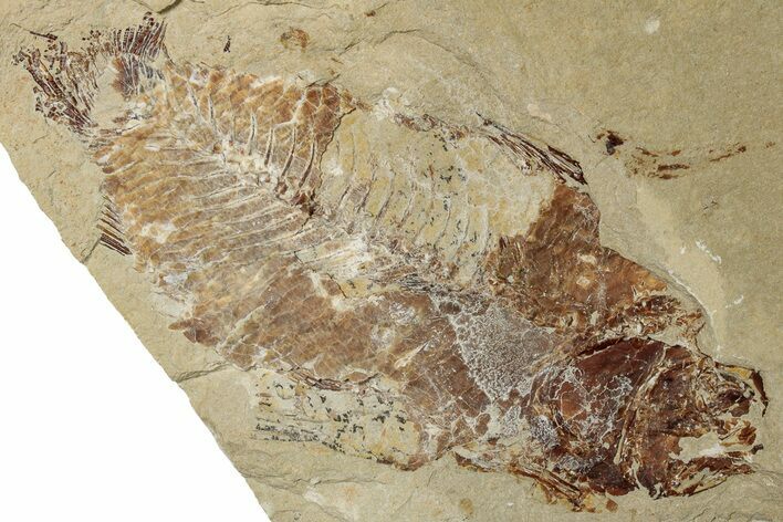 Cretaceous Fossil Fish - Lebanon #256042